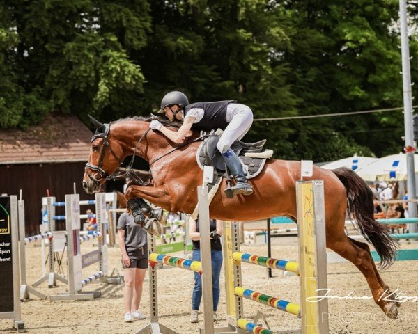 jumper Qui Gon Jinn (German Sport Horse, 2018, from Quiz)