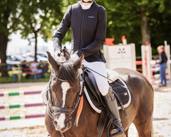 dressage horse Gründleinshofs Paparazzi (German Riding Pony, 2012, from Piccolo)