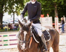 dressage horse Gründleinshofs Paparazzi (German Riding Pony, 2012, from Piccolo)