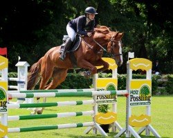 broodmare Toulouse Art Del'O (Belgian Warmblood, 2019, from Prestige van het Kluizebos)