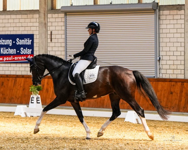 Dressurpferd Zoom's Darling M (Westfale, 2018, von Zoom)