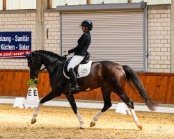 dressage horse Zoom's Darling M (Westphalian, 2018, from Zoom)