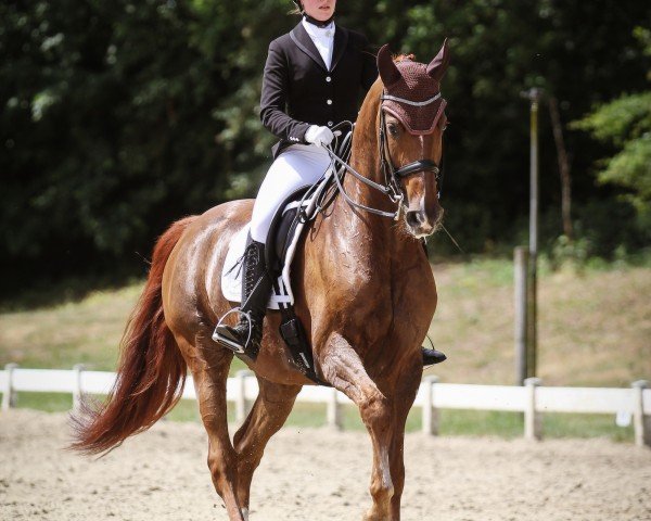 dressage horse Sir Riley (Westphalian, 2012, from Sir Heinrich OLD)