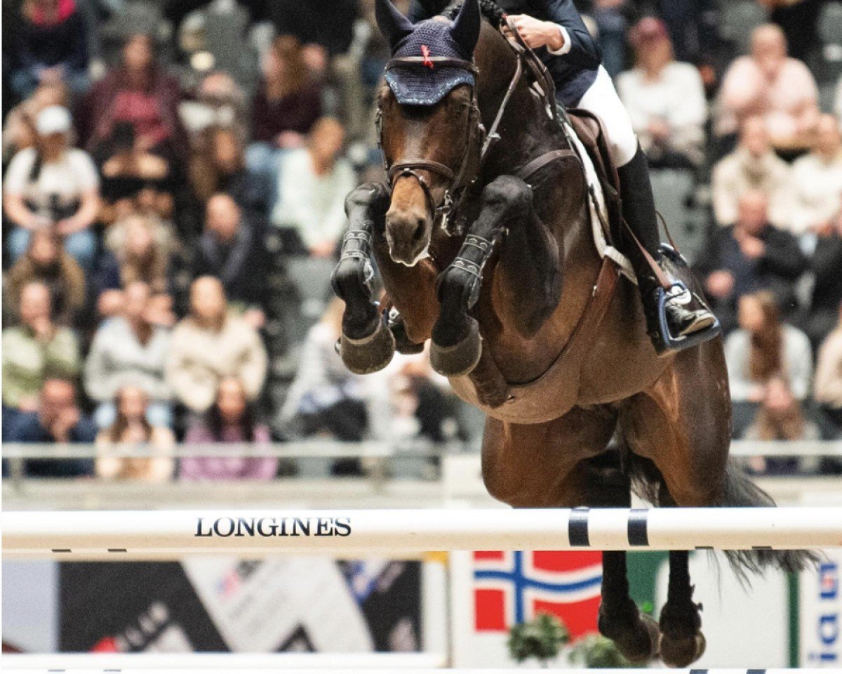 jumper Menconvio PS (Hanoverian, 2014, from Messenger)