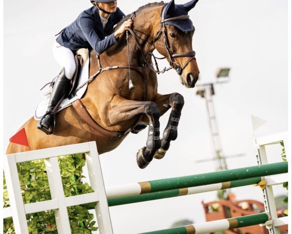 Zuchtstute Casey (Dänisches Warmblut, 2013, von Cavall Ask)