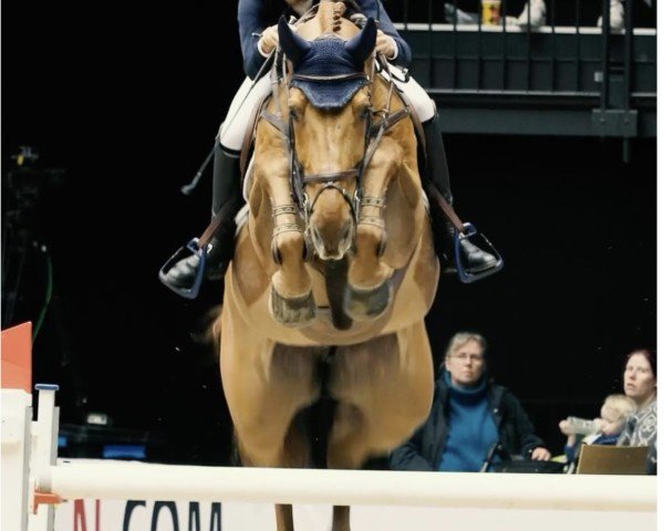 jumper Chaccball (Hanoverian, 2013, from Chacco-Blue)