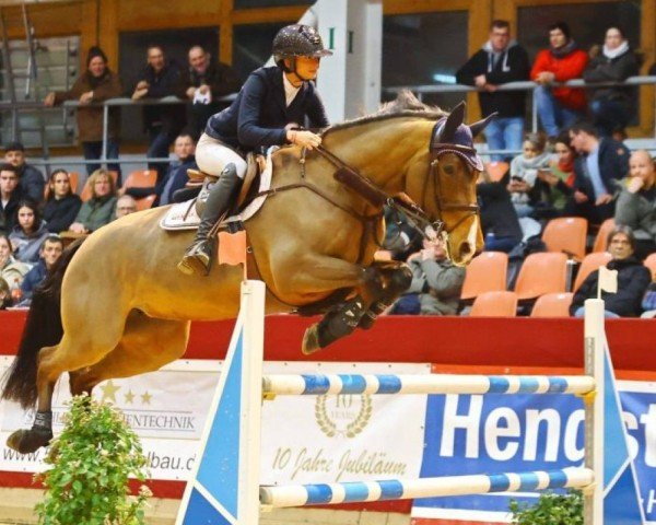 Springpferd Doolys (Holsteiner, 2011, von Cannavaros)