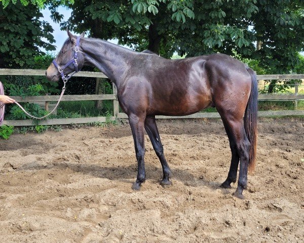 horse Wallach von Galaxy (Oldenburg, 2023, from Galaxy)