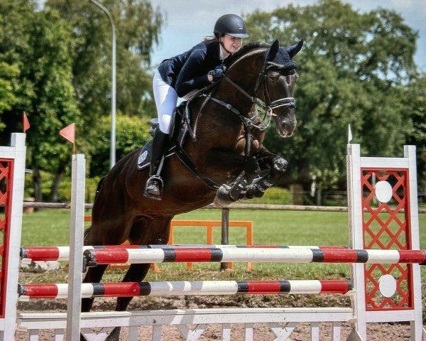 jumper First Attempt (Westphalian, 2011, from First Selection)