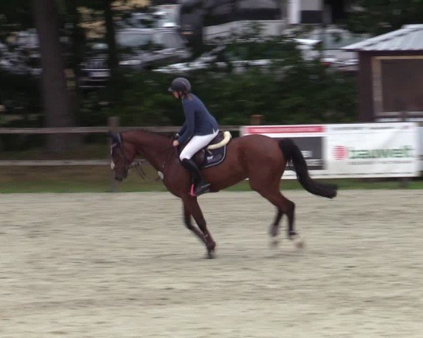 Reitturnier Westergellersen 2025