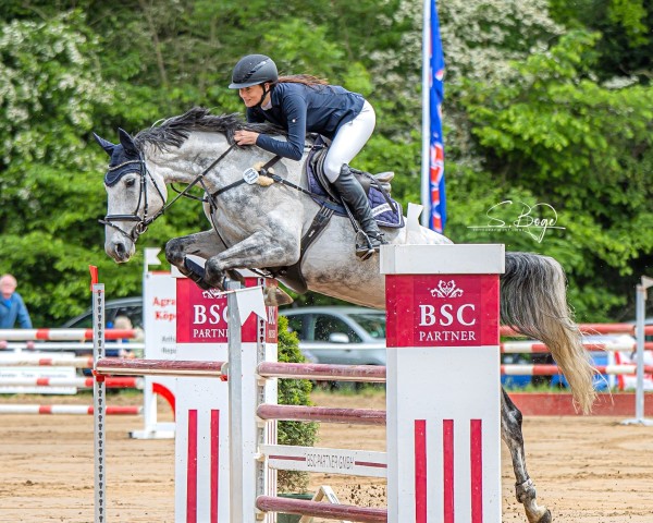 jumper Cacoona Blue KS (Mecklenburg, 2017, from Chacoon Blue)