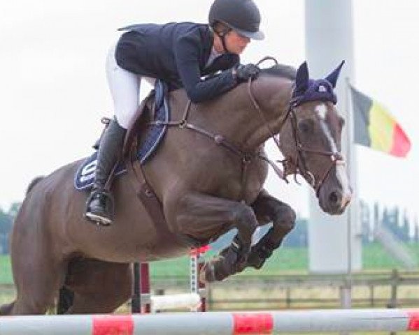 broodmare Jealous (Belgian Warmblood, 2009, from Echo van het Neerenbosch)