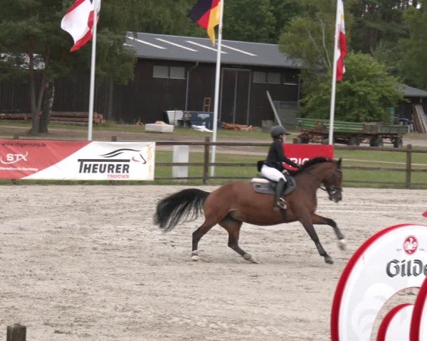 Reitturnier Westergellersen 2025