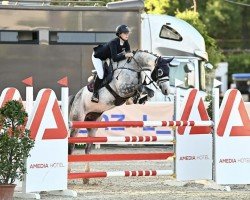 jumper Dallas Grey (Oldenburg show jumper, 2016, from Dallas VDL Z)