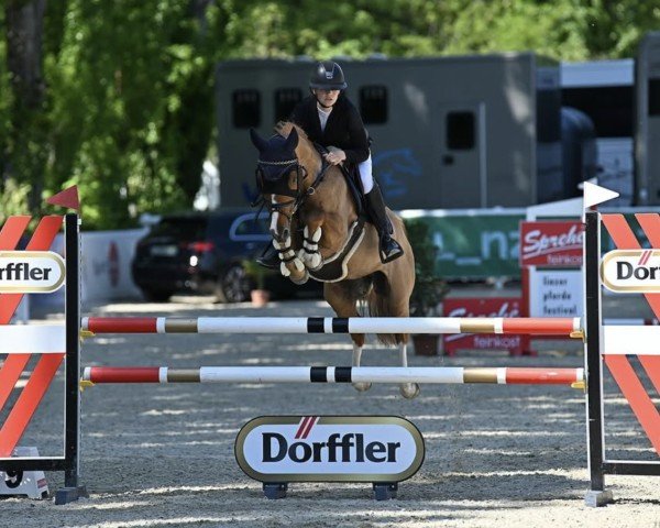 stallion Captain Cool (German Riding Pony, 2013, from Caramel FH WE)