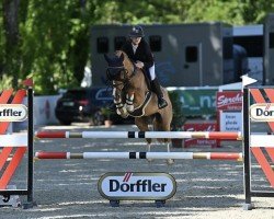 stallion Captain Cool (German Riding Pony, 2013, from Caramel FH WE)