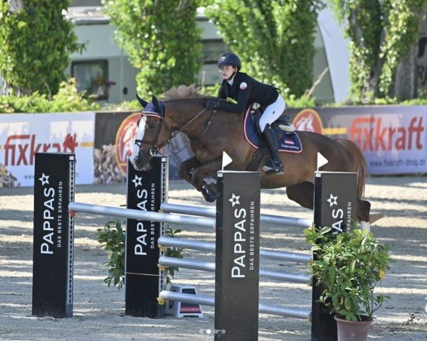 jumper Gamba-Zamba by Lux- Horses (Belgian Warmblood, 2012, from Deauville van T&L)