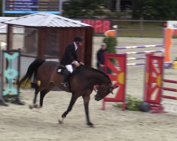 Reitturnier Westergellersen 2025
