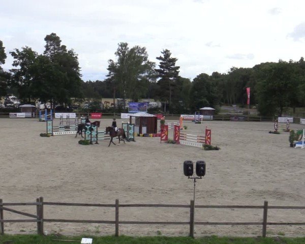 Reitturnier Westergellersen 2025
