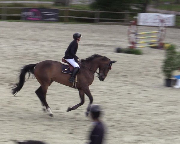 Reitturnier Westergellersen 2025