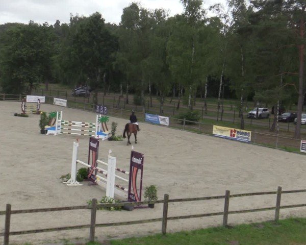 Reitturnier Westergellersen 2025
