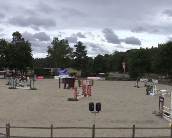 Reitturnier Westergellersen 2025