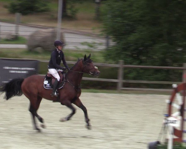 Reitturnier Westergellersen 2025