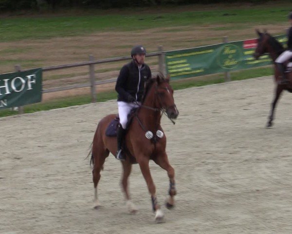 Reitturnier Westergellersen 2025