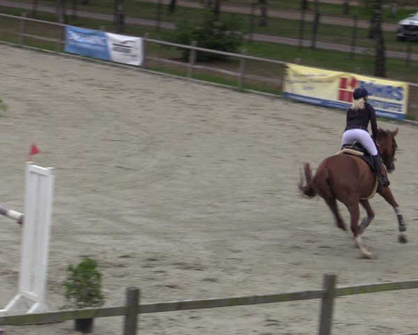 Reitturnier Westergellersen 2025