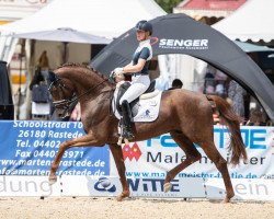 Deckhengst Filou 2146 (Oldenburger, 2016, von For Romance I)