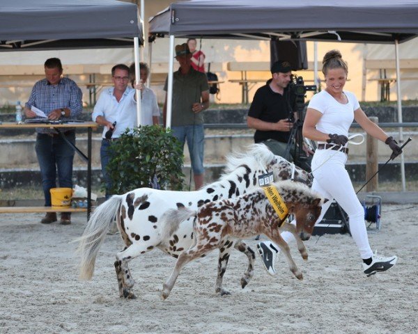Fohlen Mühlbächles Tiffany (Dt.Part-bred Shetland Pony, 2025, von Bayern's Dusty)