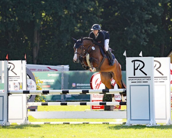 Springpferd Ciriella (Holsteiner, 2021)