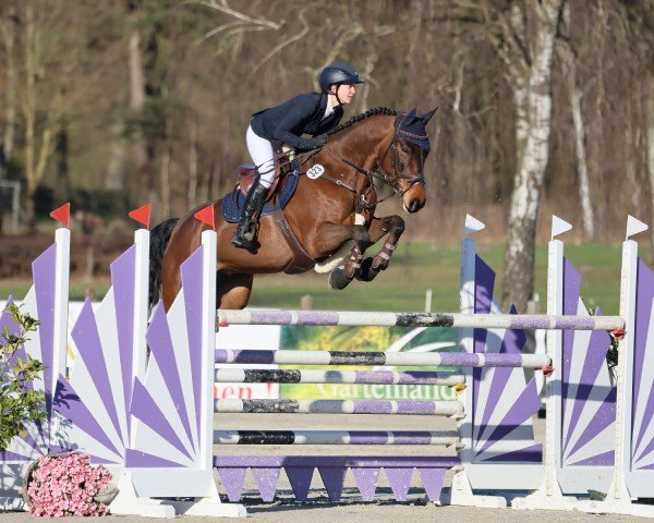 Springpferd Charlotte (Westfale, 2018, von Chacco's Son II)