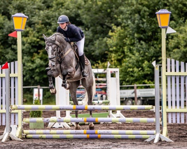 horse Steendieks Cristal Meth (Holsteiner, 2020, from Cristallo I)