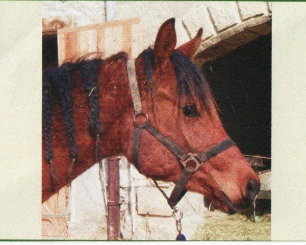 horse Inspired Ibn Nabeg (Arabian, 2002, from Narym ox)