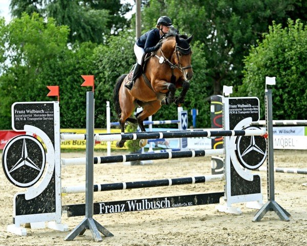 jumper Electric Avenue GA (Oldenburg show jumper, 2017, from Elliot van Ter Hulst)