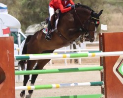 Springpferd Canouan Island (Oldenburger, 2009, von Quintender 2)