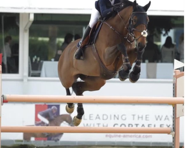 Springpferd Filosof Un Prince (Selle Français, 2015, von Number One D'Iso Un Prince)