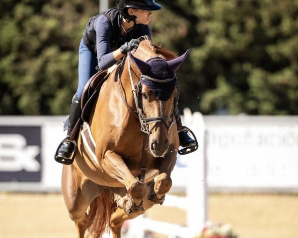 jumper Goodstock Z (Zangersheide riding horse, 2019, from Ganzelot)