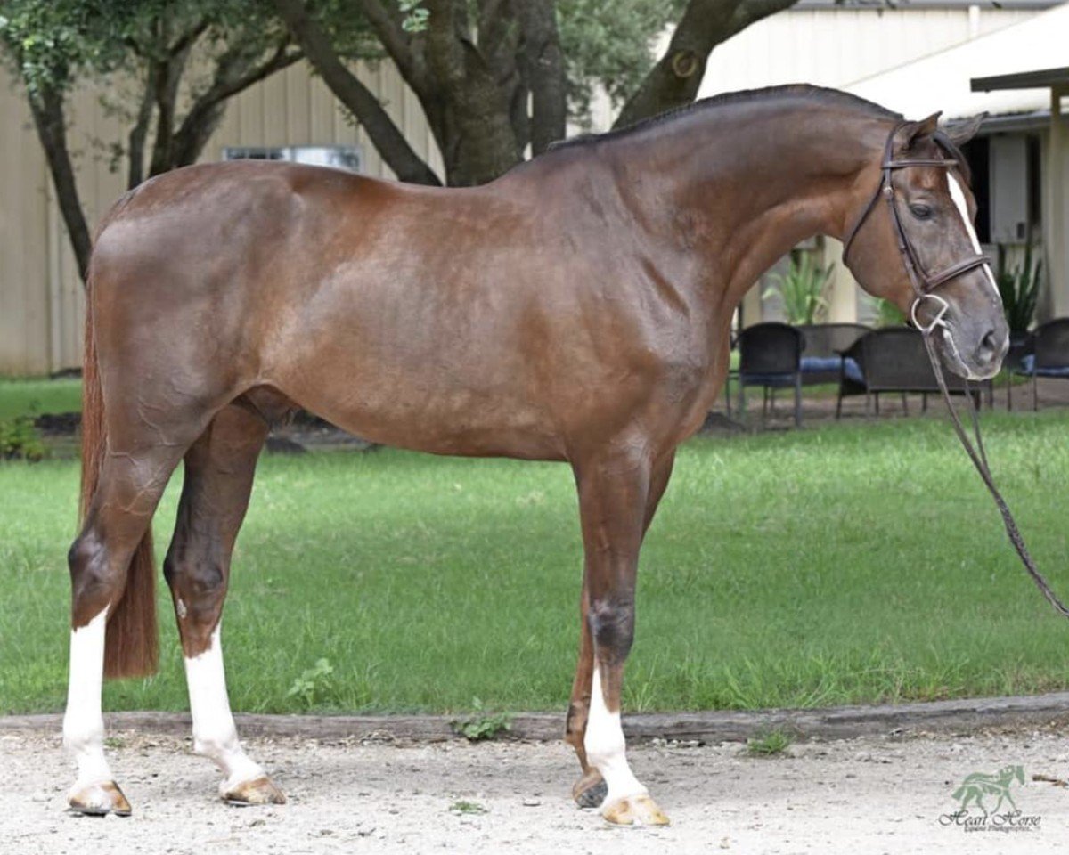 stallion Ganzelot (KWPN (Royal Dutch Sporthorse), 2011, from Emerald van 't Ruytershof)