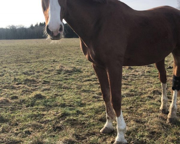 dressage horse What's up 33 (Württemberger, 2005, from Wolkenzug)