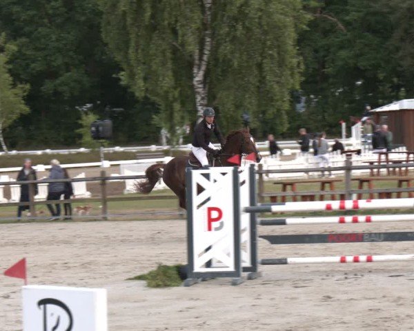 Reitturnier Westergellersen 2025
