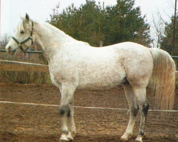 horse Damoon (Arabian, 1995, from Zeymoon el Nabi ox)