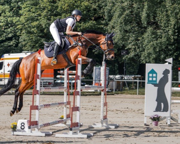 jumper Chacco-Chanel (Holsteiner, 2012, from Conway II)
