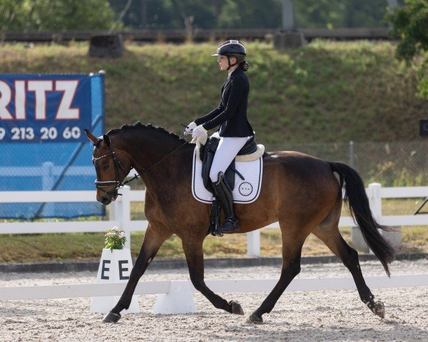 Dressurpferd Lema Ragtime CH (Schweizer Warmblut, 2016, von Rubin Royal OLD)