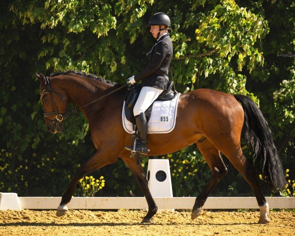 dressage horse Bobbi (Oldenburg, 2016, from Borsalino)