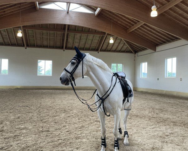 horse Zurbaran (Lusitano, 2005) horse Zurbaran (Lusitano, 2005)