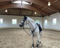 horse Zurbaran (Lusitano, 2005)