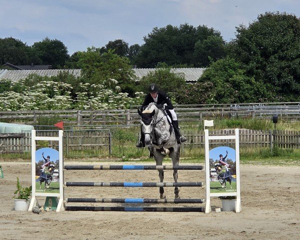 horse Gipsy King 32 (Oldenburg show jumper, 2017, from Gerardus)