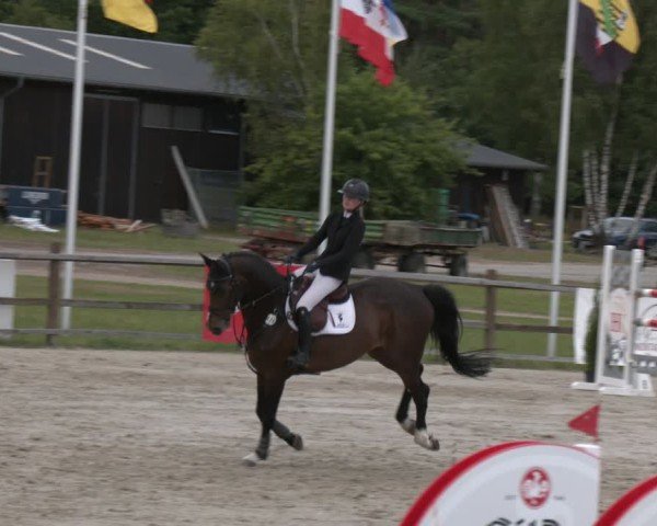 Reitturnier Westergellersen 2025